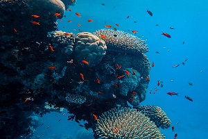Caribbean Vacation Packing Essentials: Reef Safe Sunscreen
