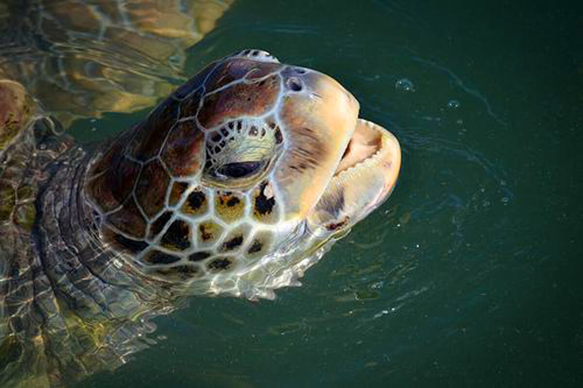 sea turtle in the Caribbean