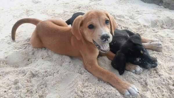 Potcake Place puppies in Turks and Caicos